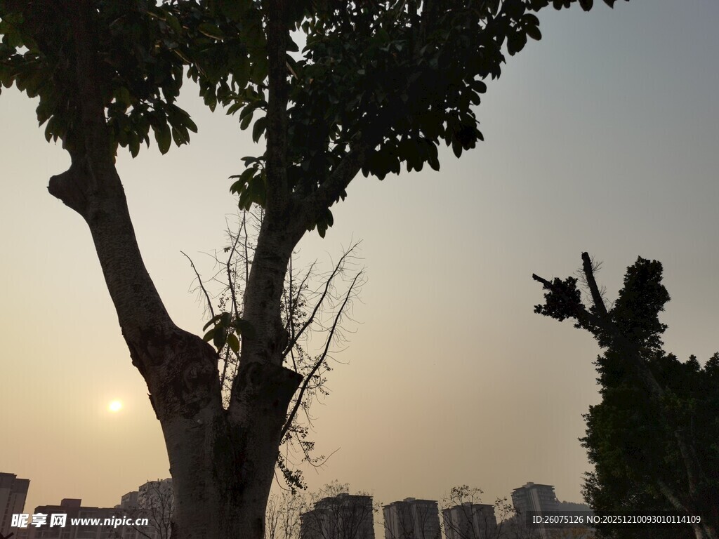 夕阳下的城市树木景观