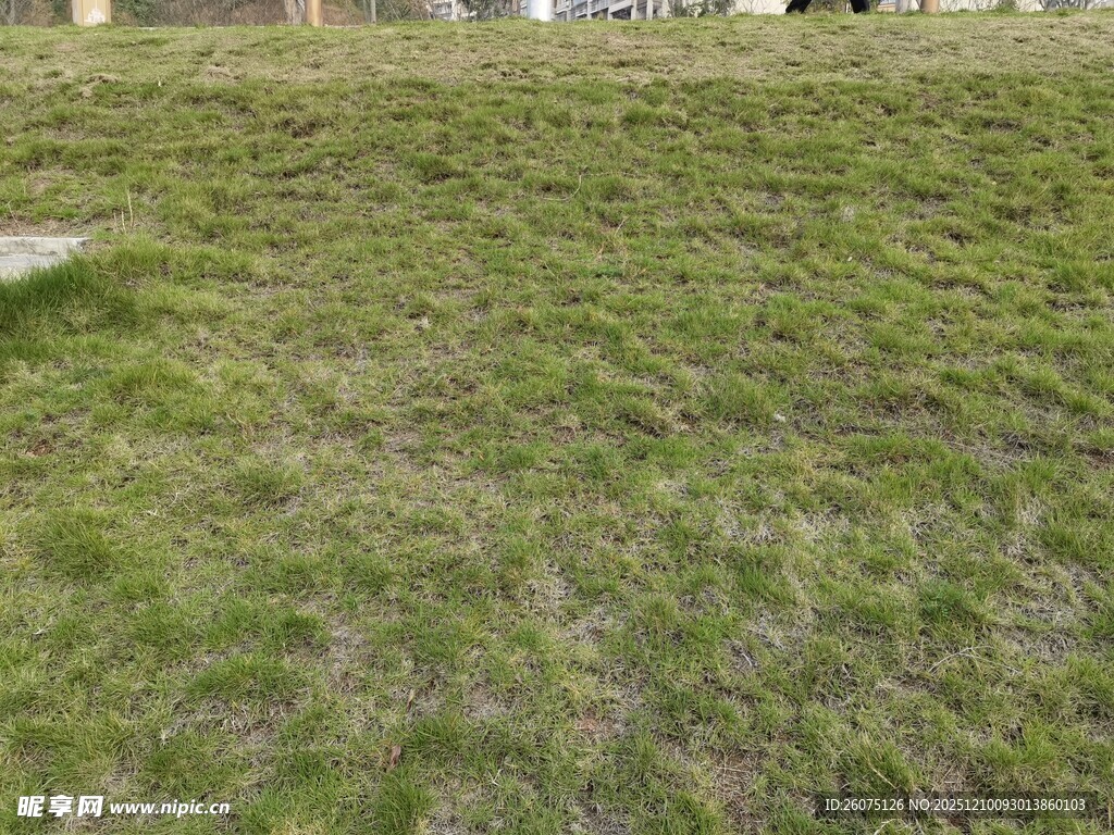 翠绿草地自然清新景致