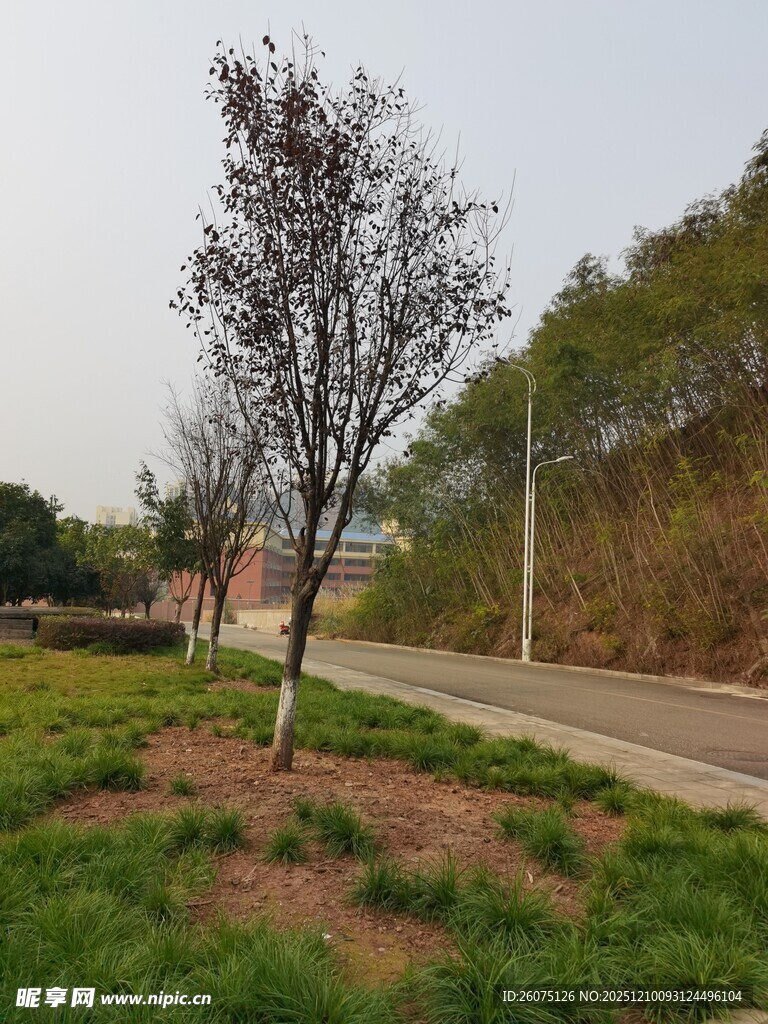 路边孤树绿意相伴