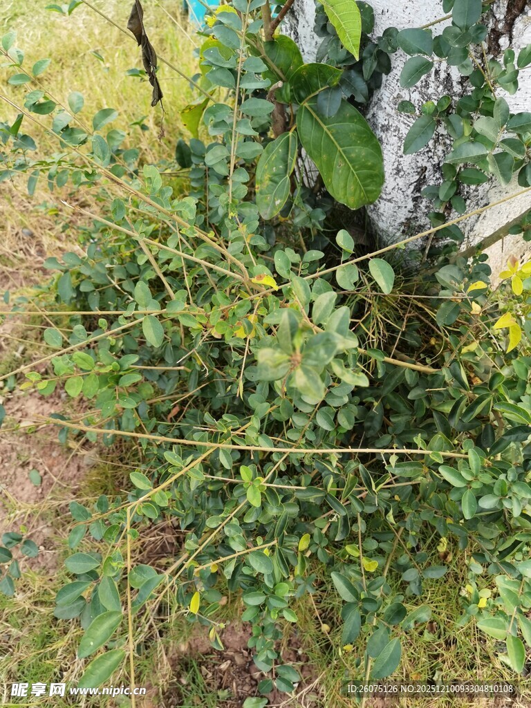 野外繁茂绿植景象