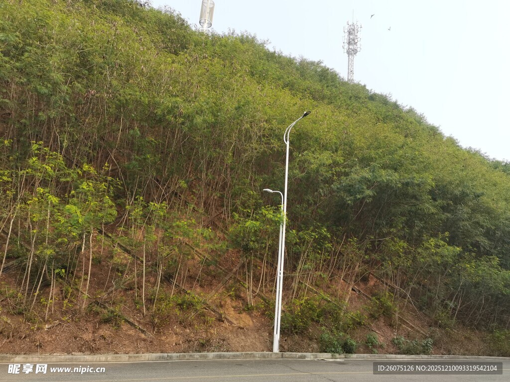 路边山坡绿植景观