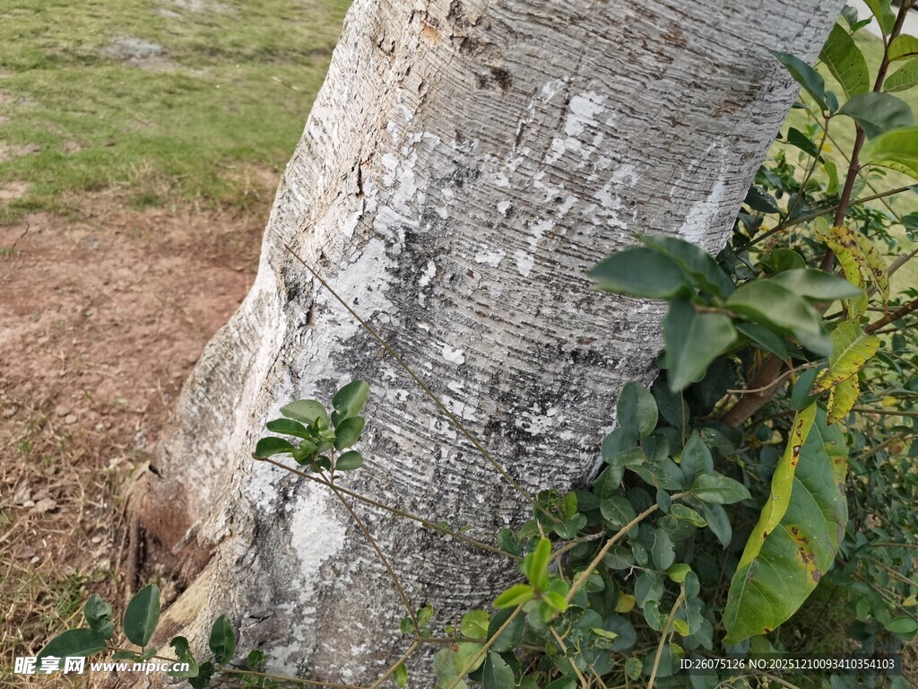树干旁生长的绿色植物