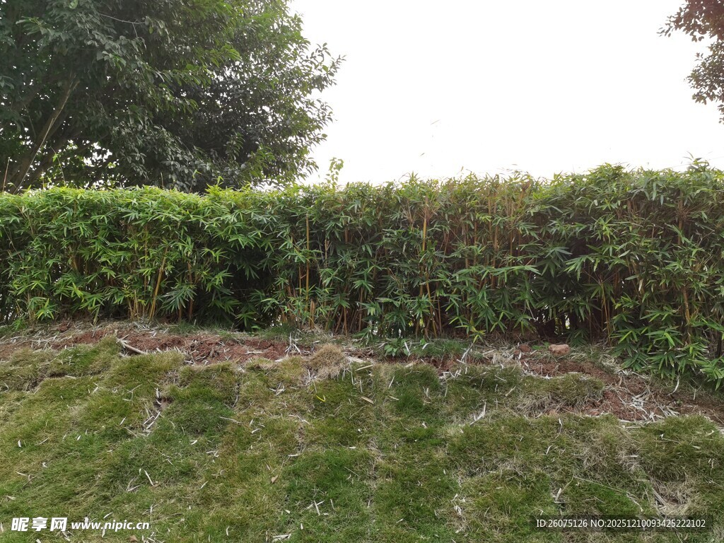 绿意盎然的户外绿植景观