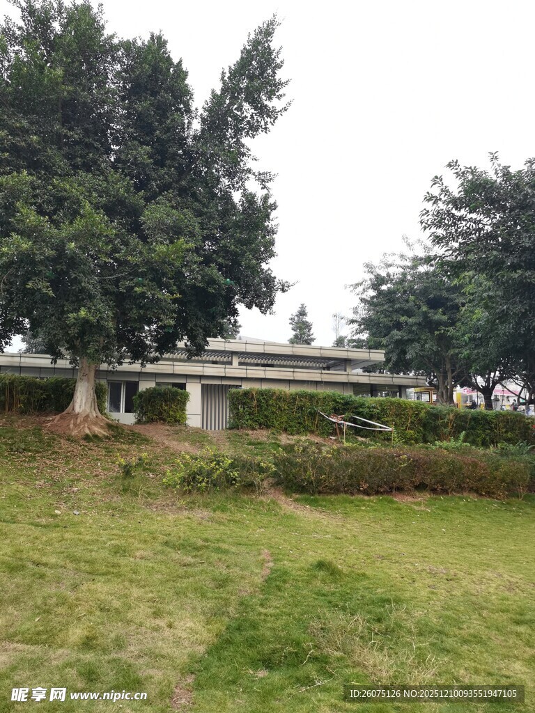 户外草地旁的树木与桥梁