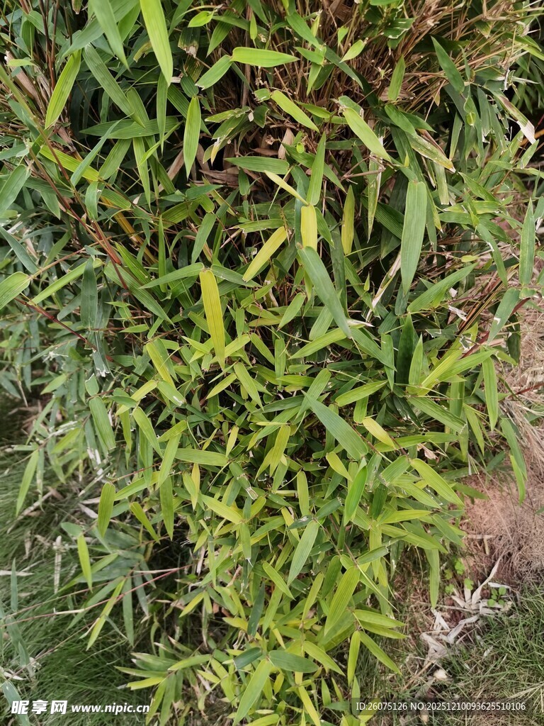 翠绿繁茂的植物枝叶