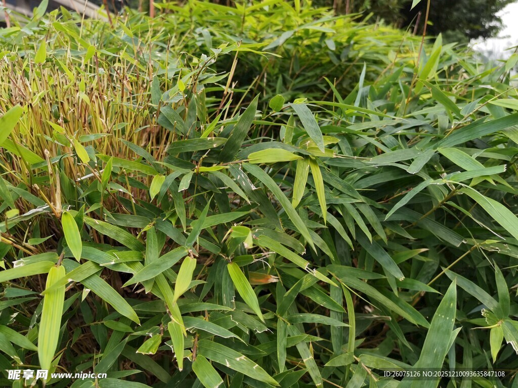 翠绿繁茂的丛生植物