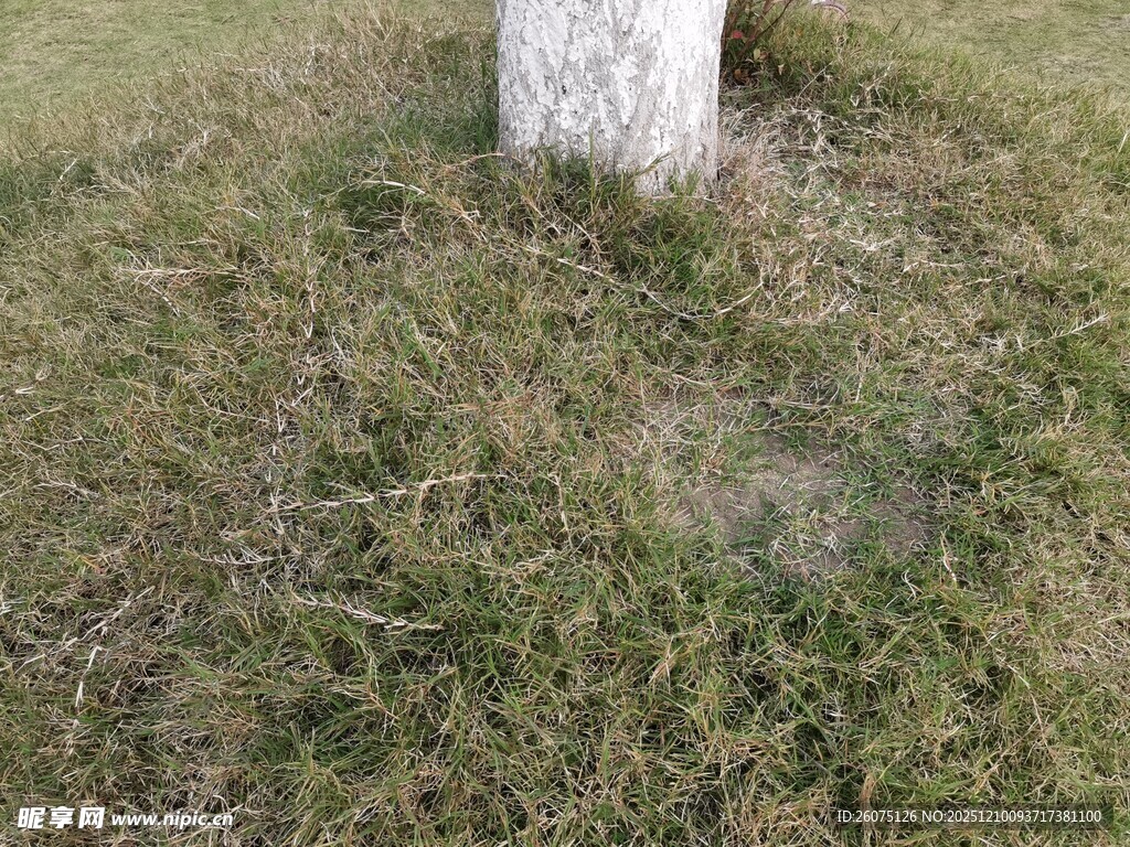 树干旁的草地景象