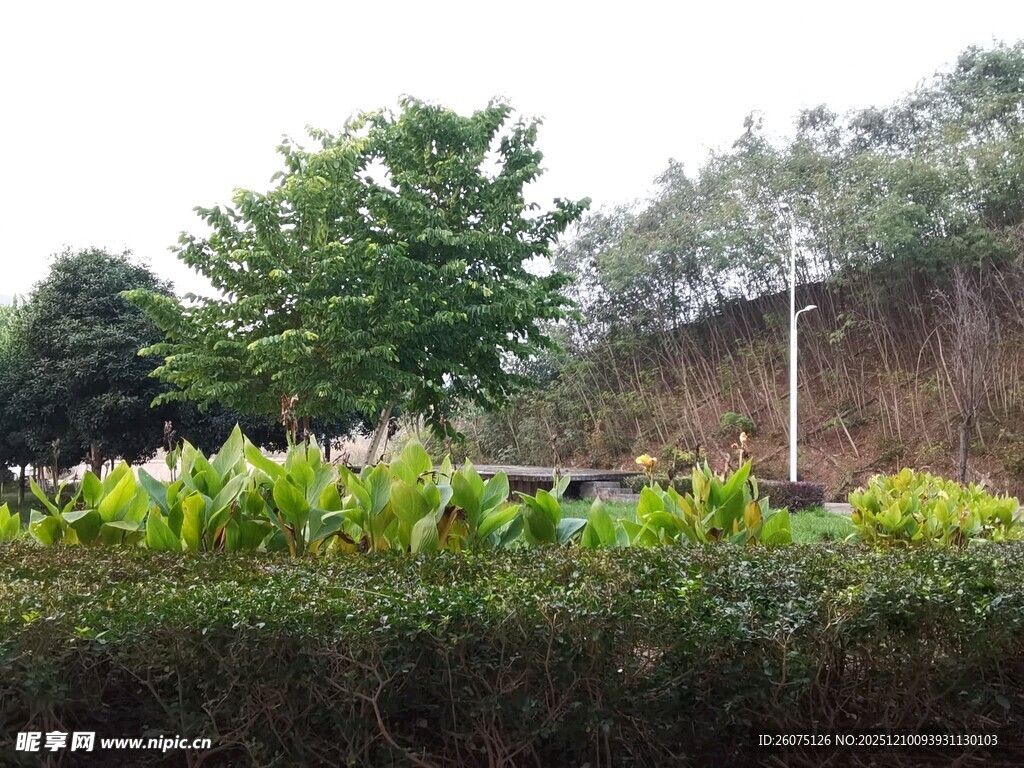 户外绿植景观