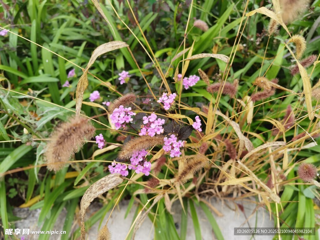 草丛中的粉色小花