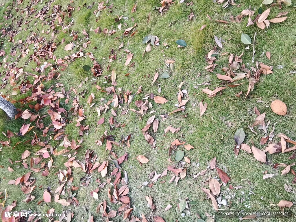 地面散落的多彩落叶