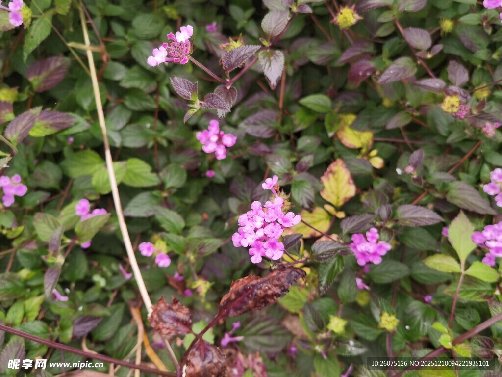 紫色小花与绿叶的景致