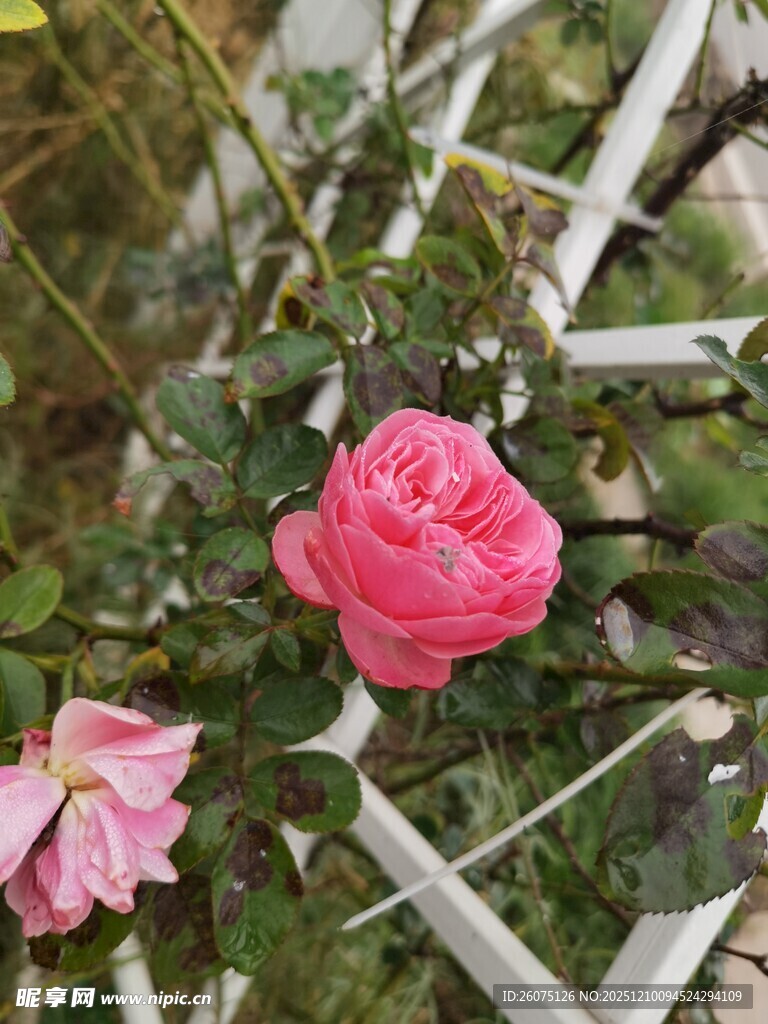 娇艳粉色玫瑰绽放