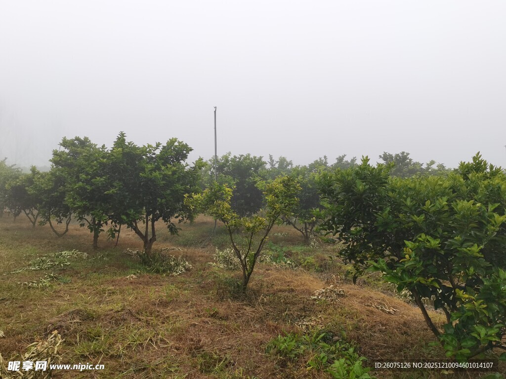 雾中果园景象