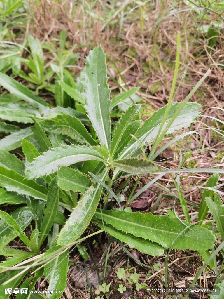 野外绿色植物特写