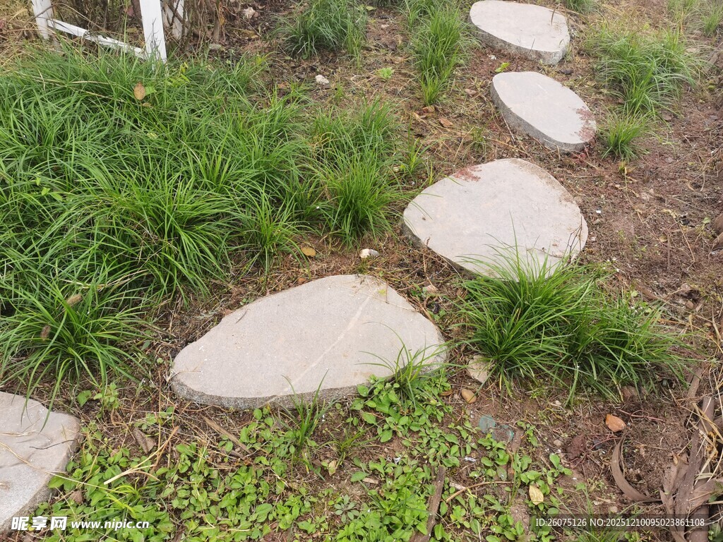 石板小径绿意盎然的景致