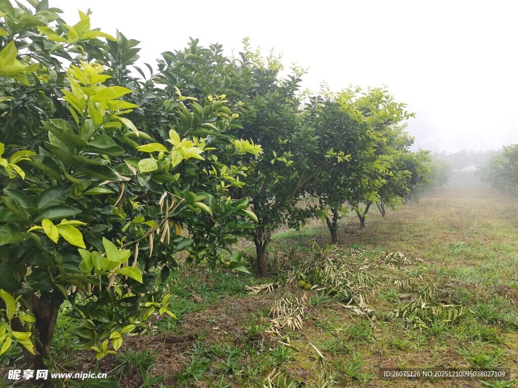 雾中果园绿意盎然