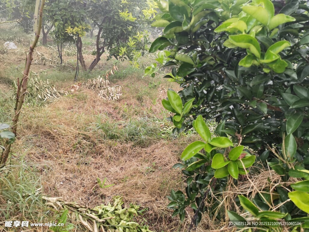 绿意盎然的野外植物景象