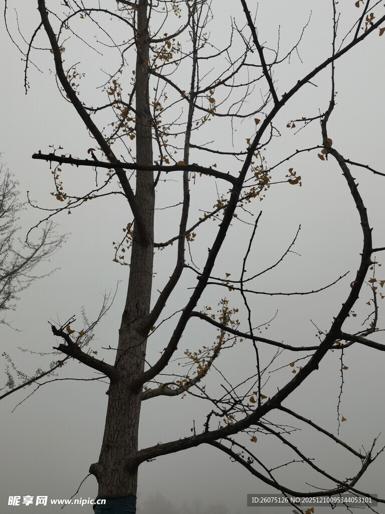 冬日枯树景象