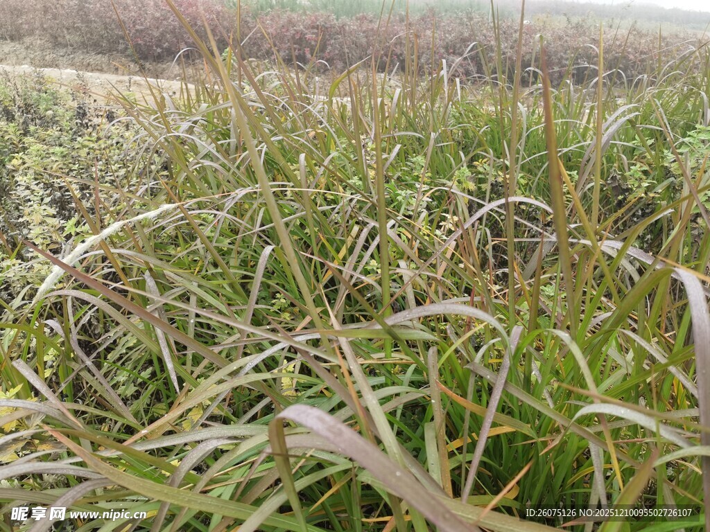 野外茂密的绿色草丛