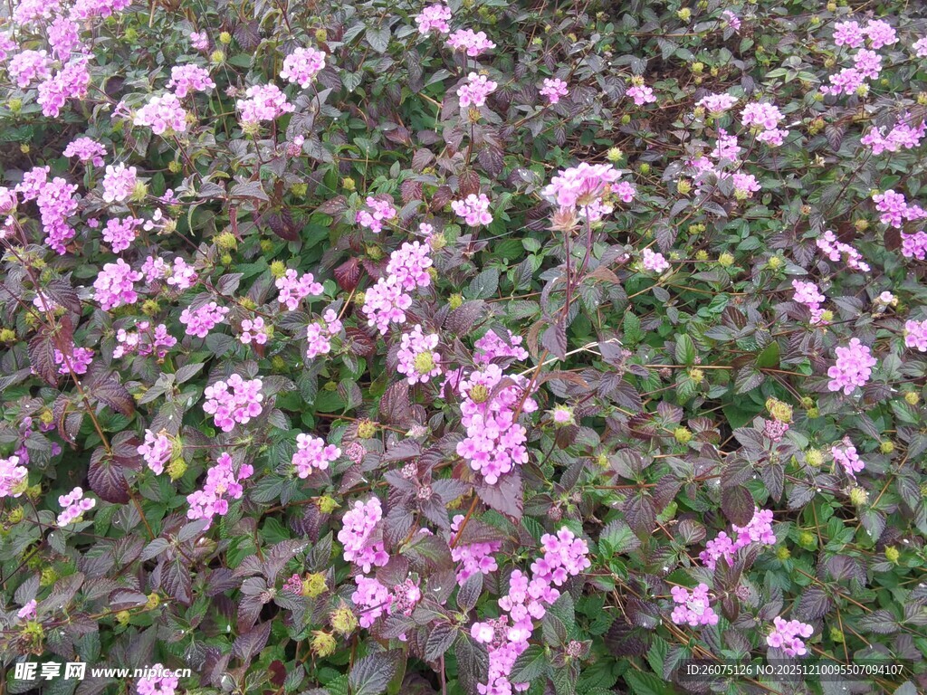 粉色小花繁茂的美丽景致