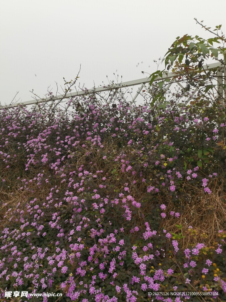 山坡上绽放的紫色小花