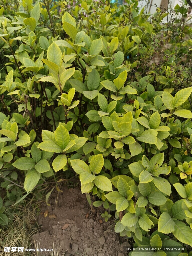 绿叶繁茂的植物景观
