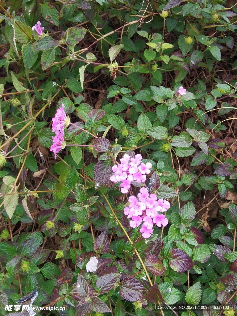 粉色小花绽放于绿叶间