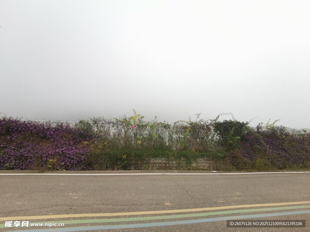 公路旁绚烂的紫色花田