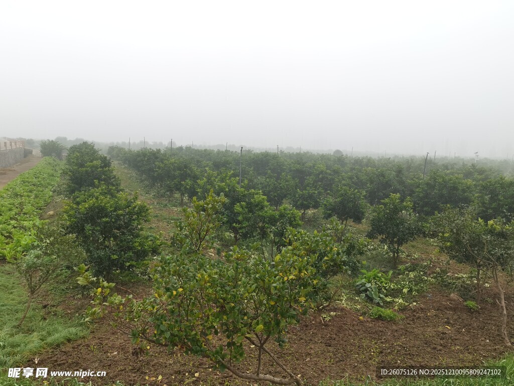雾中果园景色