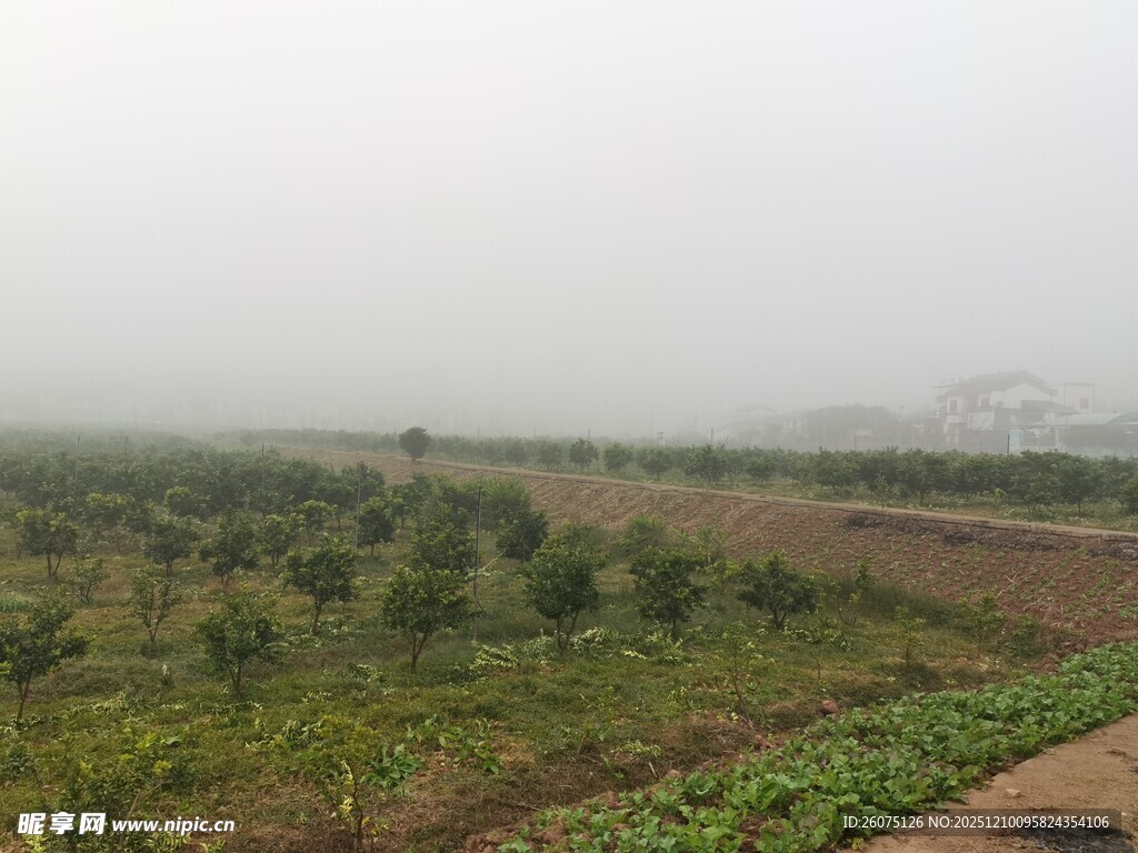 雾中田园风光