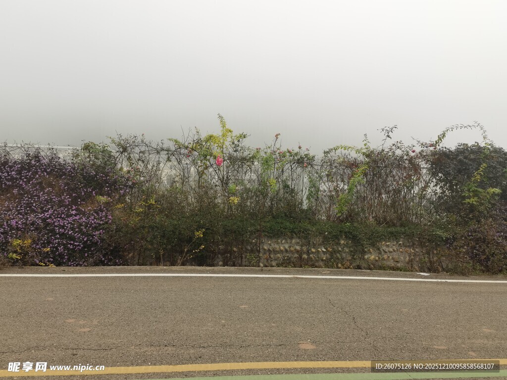 路边朦胧的花草景观