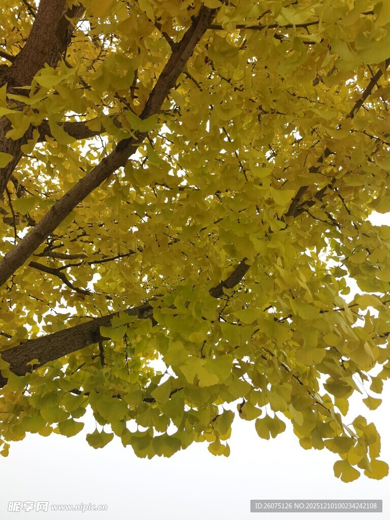 金黄银杏树叶枝头绽放