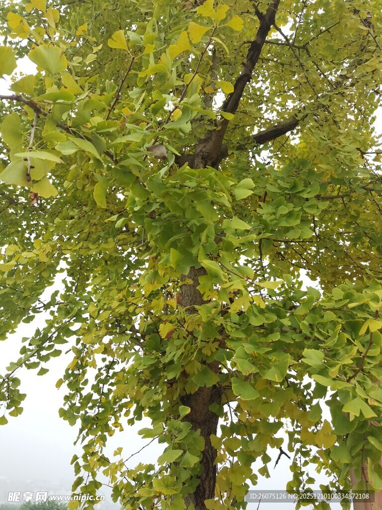 繁茂银杏树绿叶满枝头