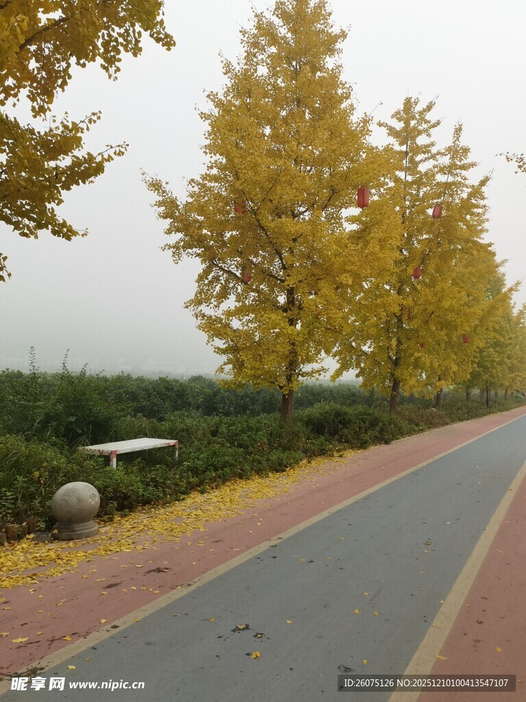 秋日银杏路旁的美丽景致