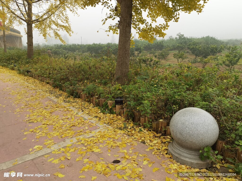 秋日小径落叶景致