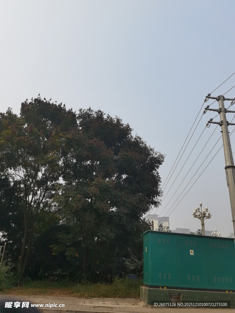 户外绿树与电力设施场景