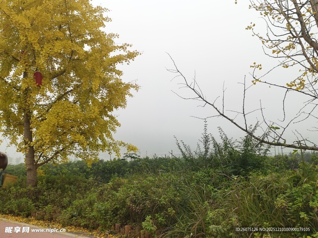 秋日路旁黄绿相间的景致