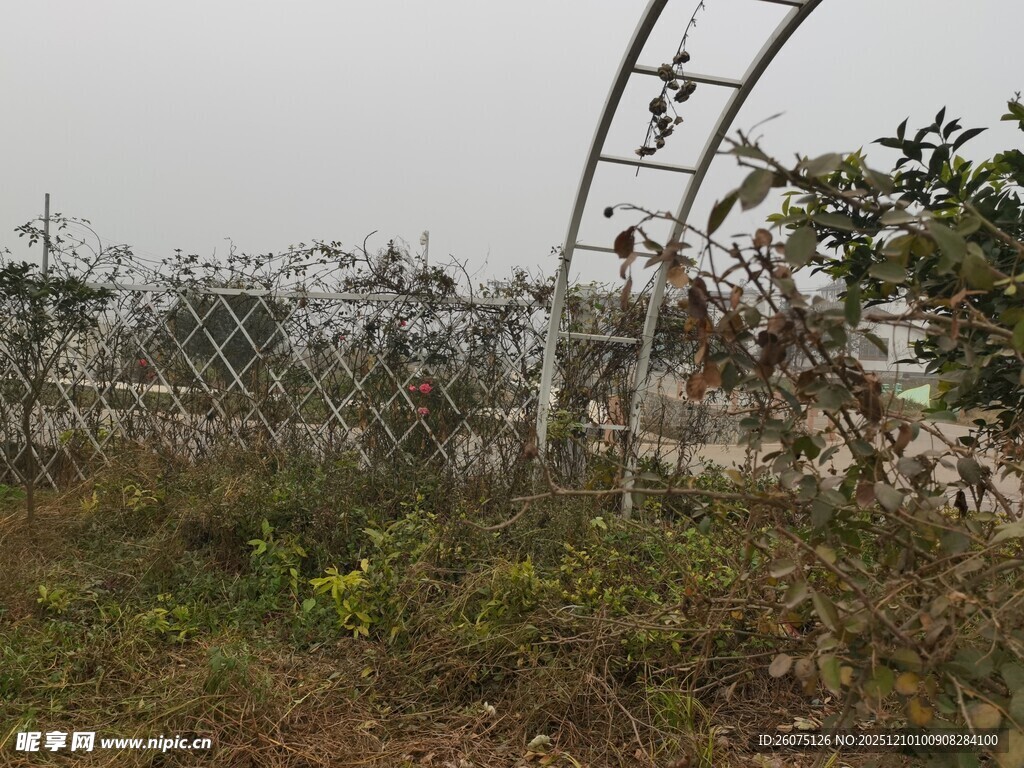 户外藤蔓缠绕的金属围栏