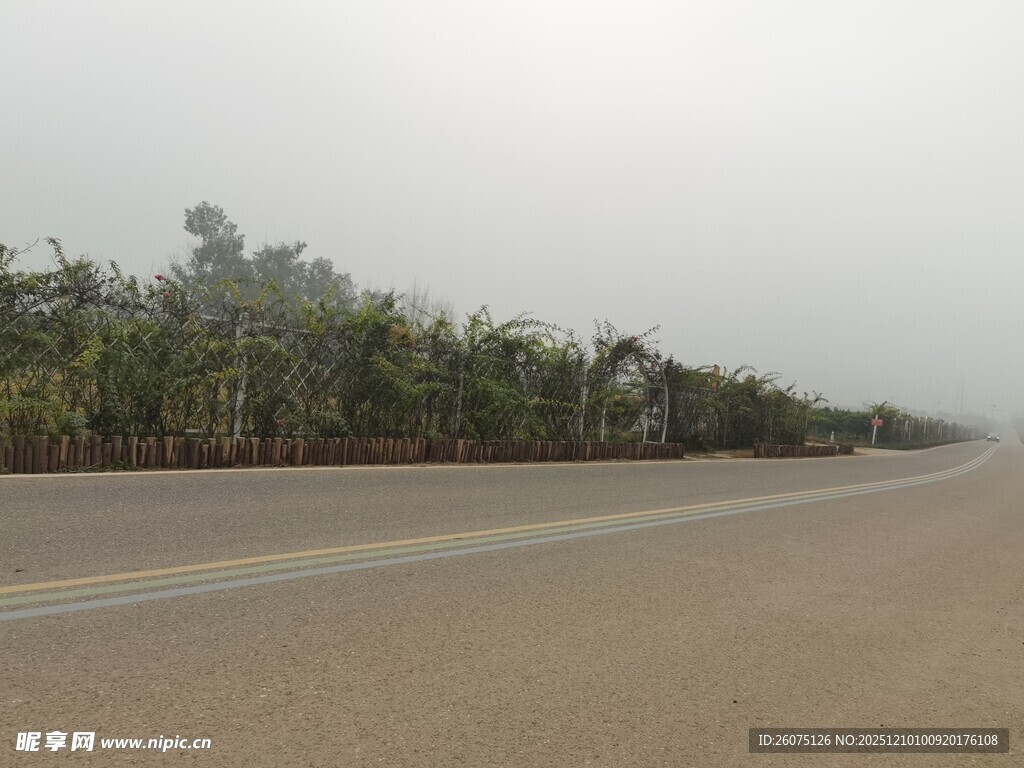 空旷公路旁的葱郁树木