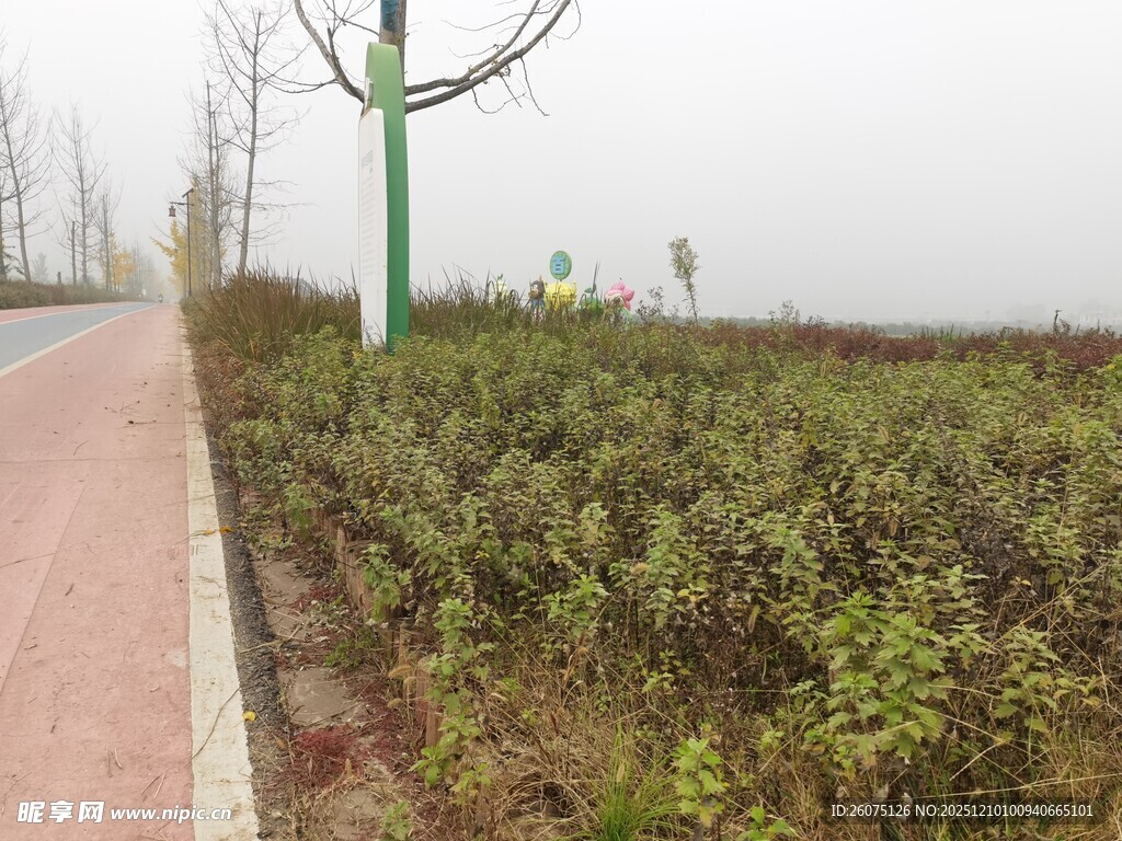 路边绿植景观