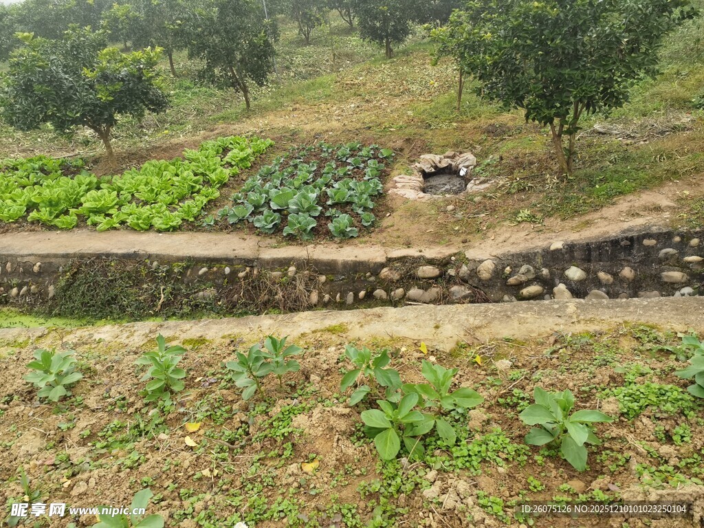 乡村田园菜园风景