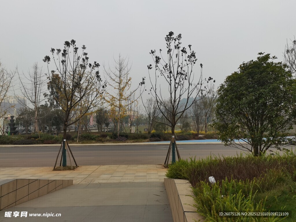城市道路旁的树木景观
