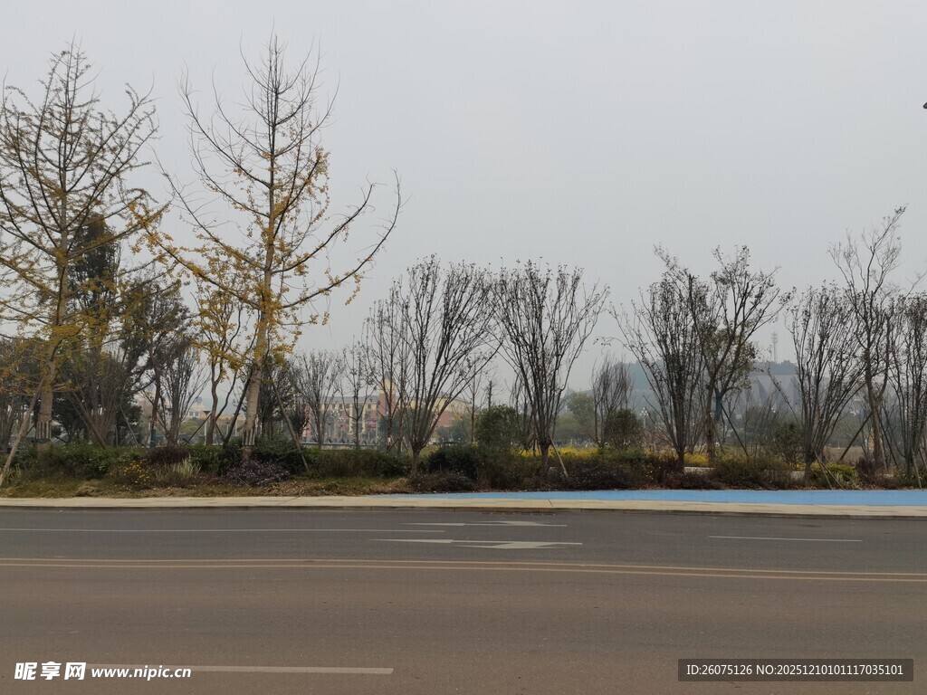 空旷道路旁的树木景观