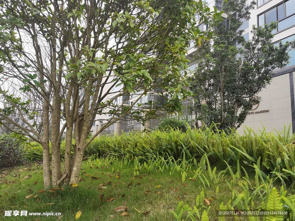 城市中的绿植景观