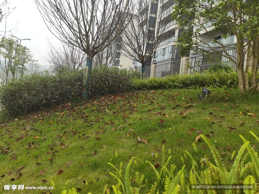 小区绿植景观一角