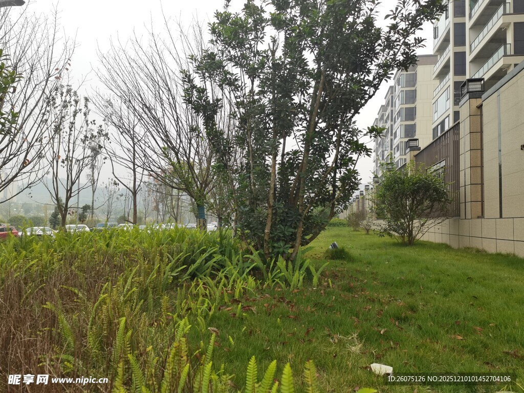 小区内的绿植景观