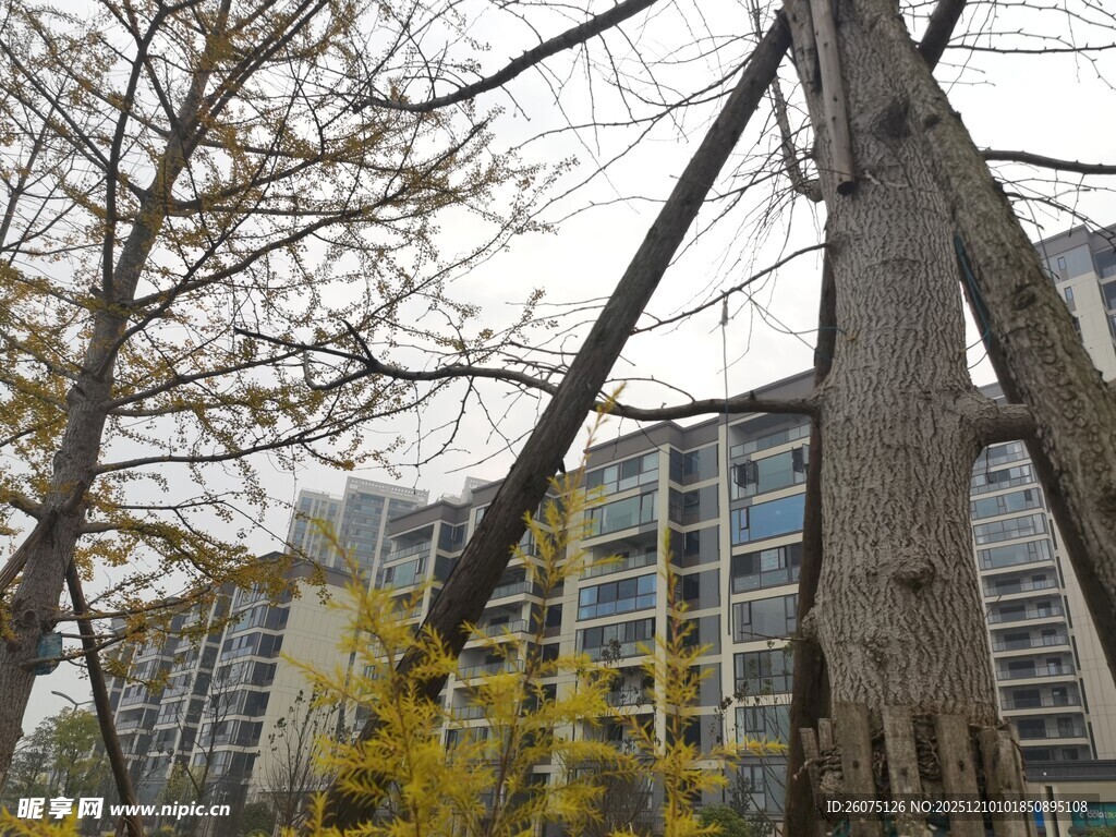 城市中倾斜的树木景观