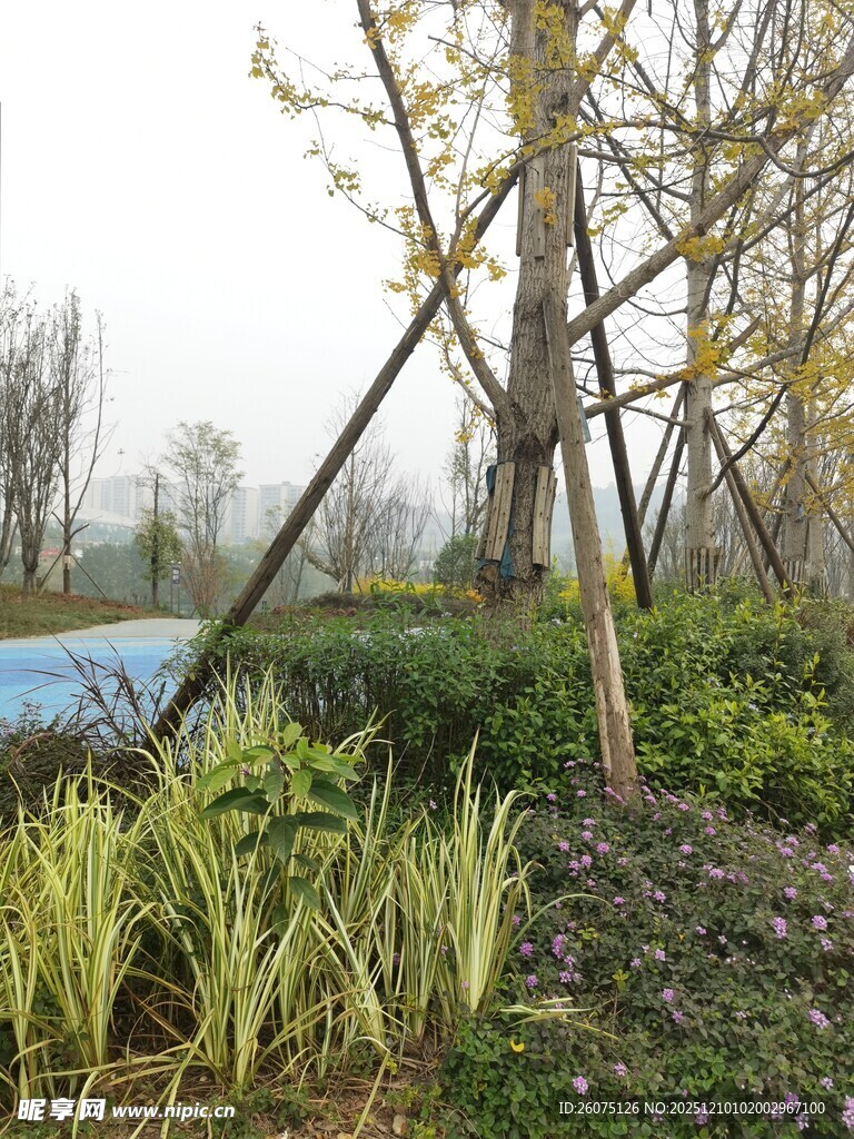 园林景观中的树木与绿植