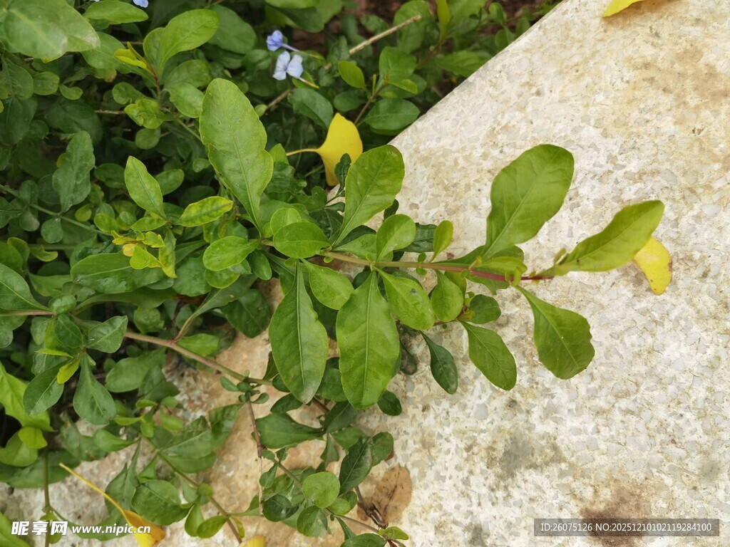 绿叶黄花傍石景