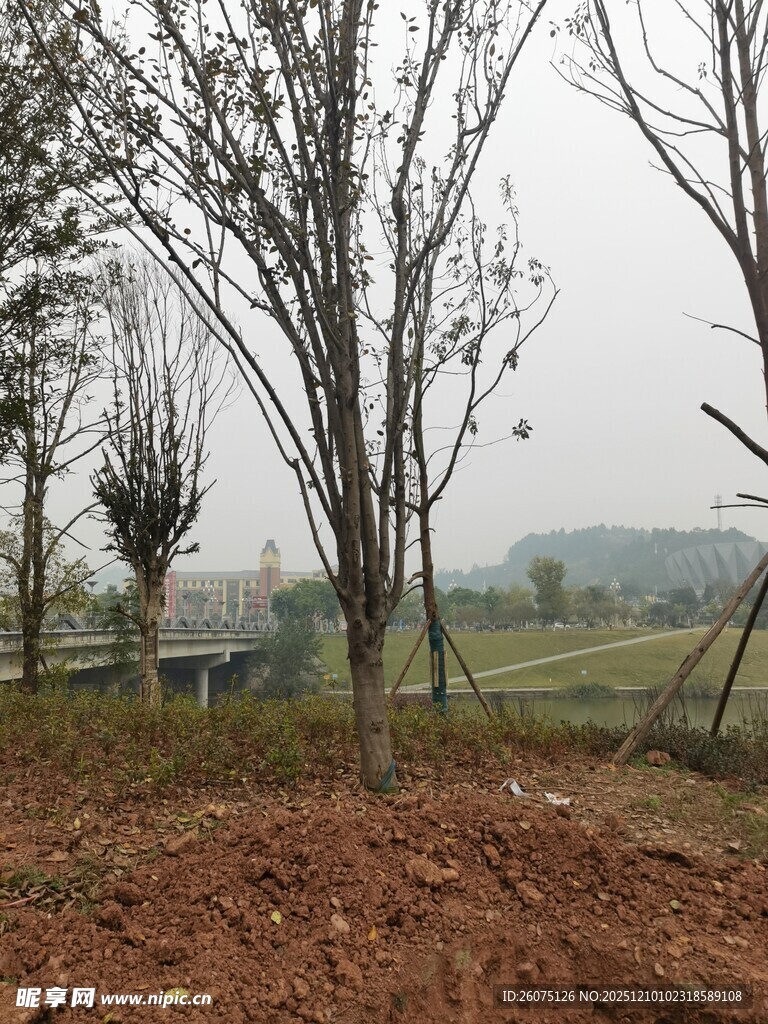 冬日郊野的枯树景象